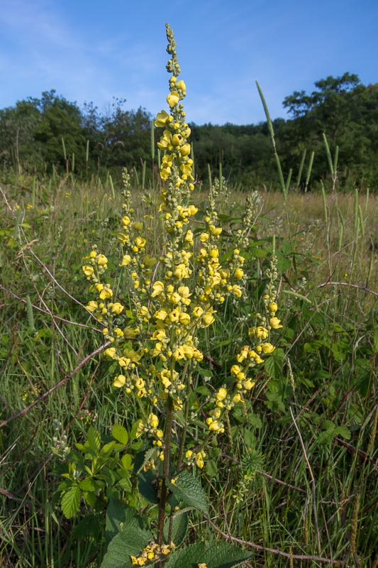 Verbascum chaixii / Verbasco di Chaix